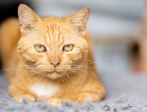 5 Facts Every Pet Owner Needs to Know About Chronic Kidney Disease