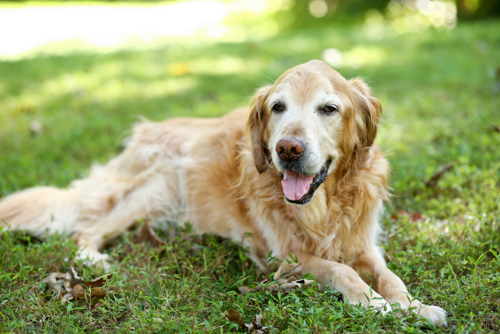 A golden retriever lies on a grassy lawn, looking content with its mouth open and tongue slightly out. The scene is bright and sunny, with green foliage and blurred background indicating a park or garden setting.