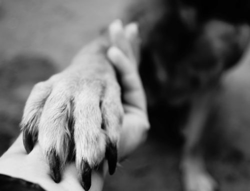 The Final Farewell: Knowing When to Say Goodbye to Your Pet