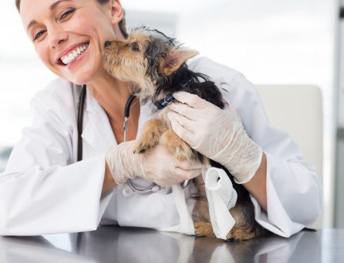 The Purr-suit of Happiness: Unexpected Ways Your Vet Can Help