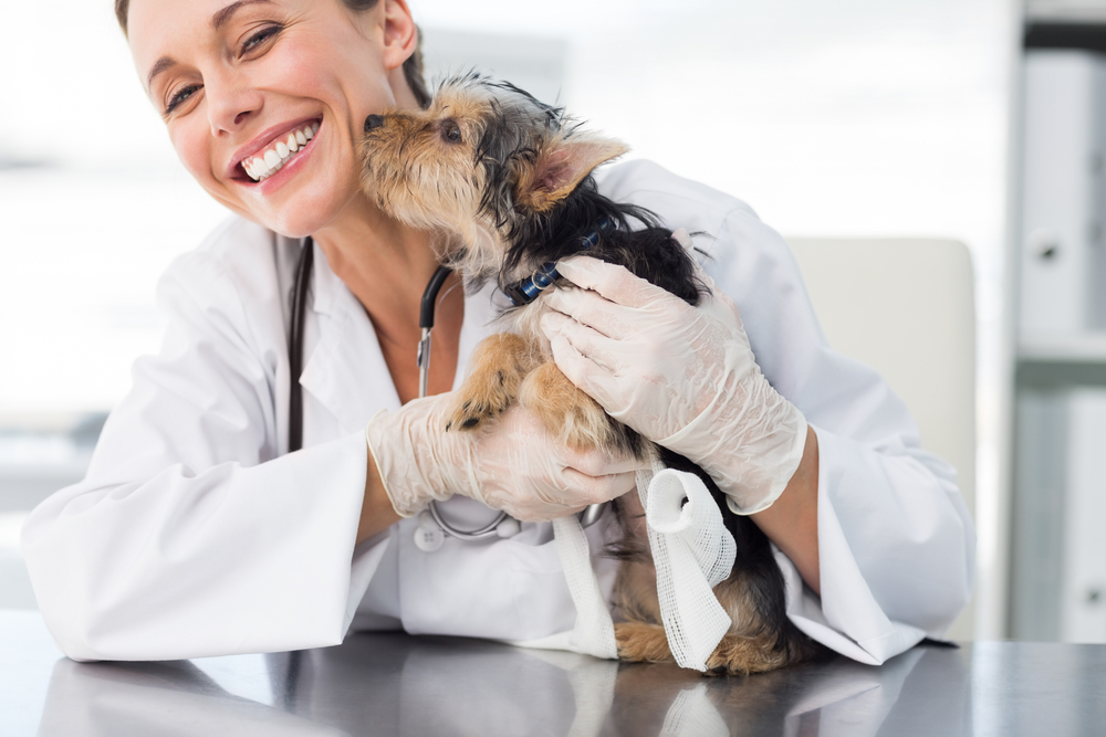 A smiling veterinarian wearing a white coat and gloves holds a small Yorkshire Terrier. The dog has a bandage on its back leg and is licking the veterinarian's face. They are in a bright examination room.