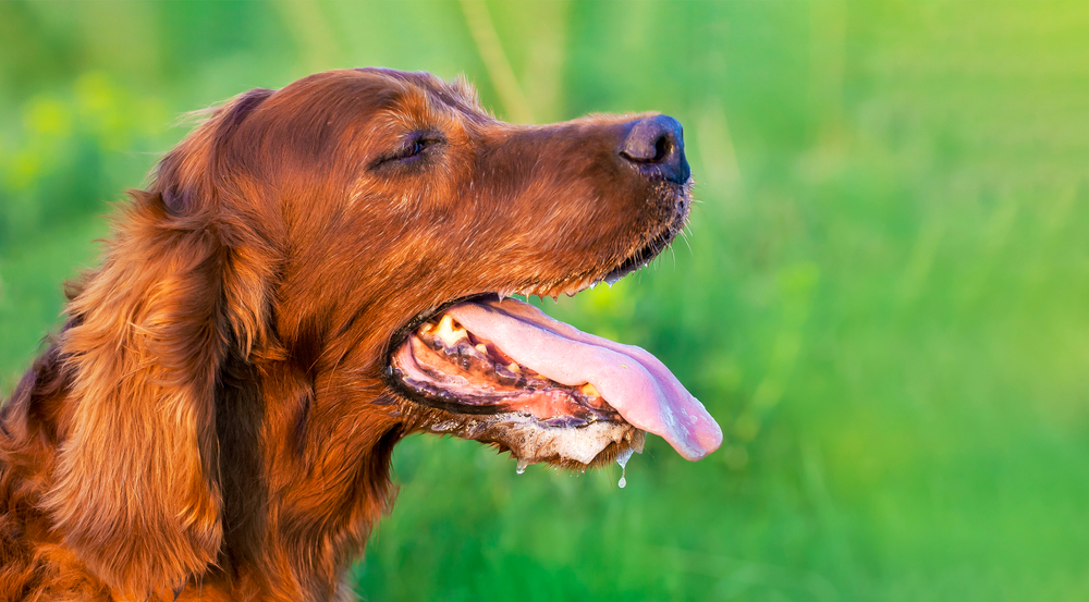 A close-up of a brown dog panting with its eyes closed and tongue hanging out. The background is a vibrant green, suggesting a grassy or outdoor setting. The dog looks content and possibly tired. Drool can be seen dripping from the dog's mouth.