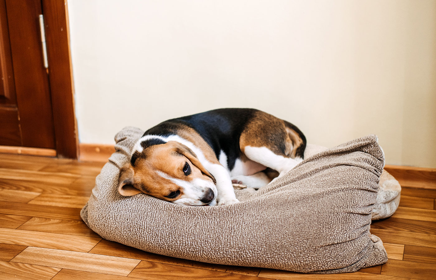 A Beagle dog is lying on a brown, cushioned bed on a wooden floor. The dog looks relaxed yet slightly alert, with its head resting on the bed and its eyes open, glancing to the side. A closed wooden door is visible in the background.