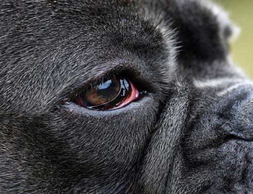 Why is My Pet’s Eye Red? Understanding Common Causes and When to Seek Help