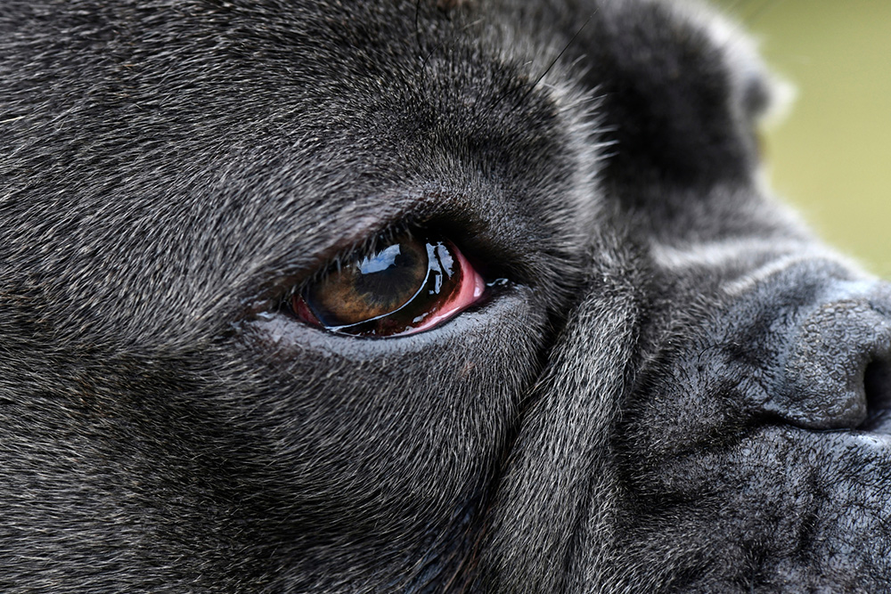 Close-up of a brindle dog's face, focusing on the eye. The eye is slightly red and glossy, reflecting the surroundings. The short fur around the eye and snout is visible, showing the dog's expressive and pensive demeanor.