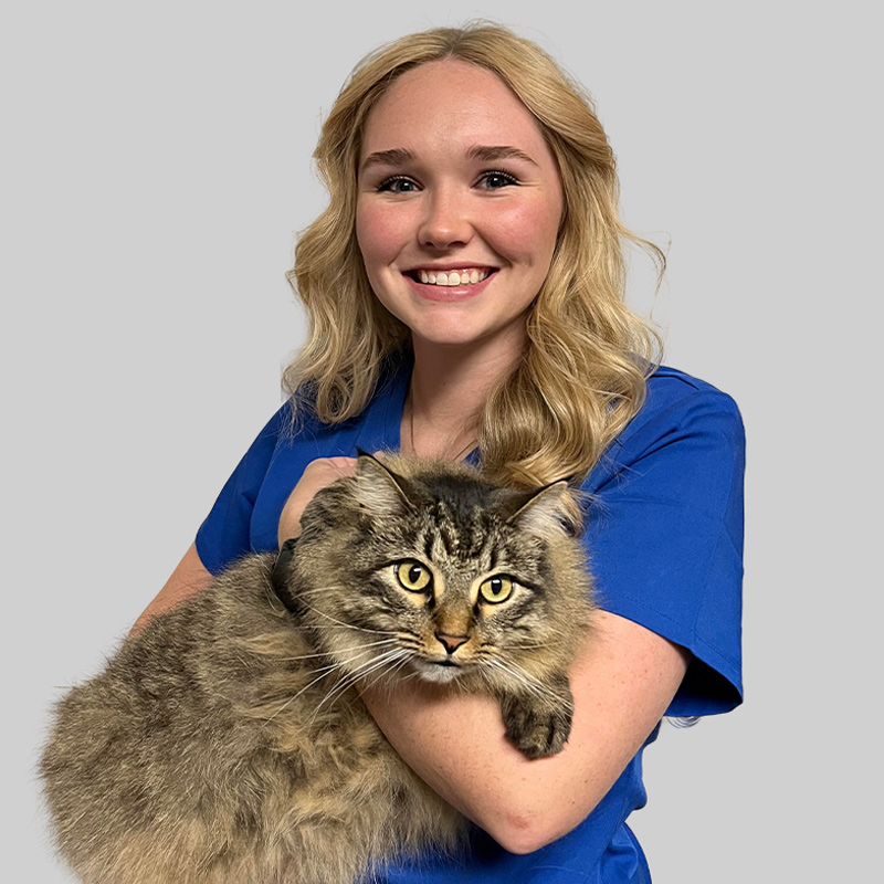 A smiling woman with long blonde hair, wearing a blue veterinary uniform, holds a fluffy brown tabby cat. The background is plain gray.