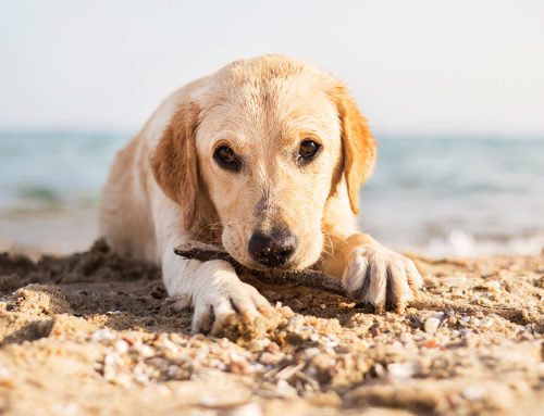 Navigating Off-Season Beach Rules for Dogs in Charleston, SC