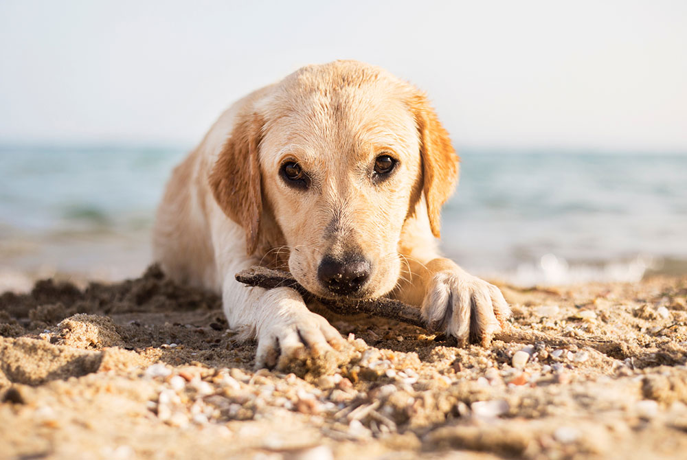 A golden retriever puppy lying on a sandy beach, holding a stick in its mouth. The ocean is visible in the background under a clear sky.