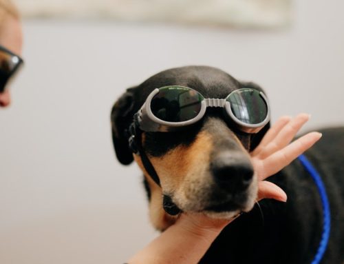 Laser therapy for pets