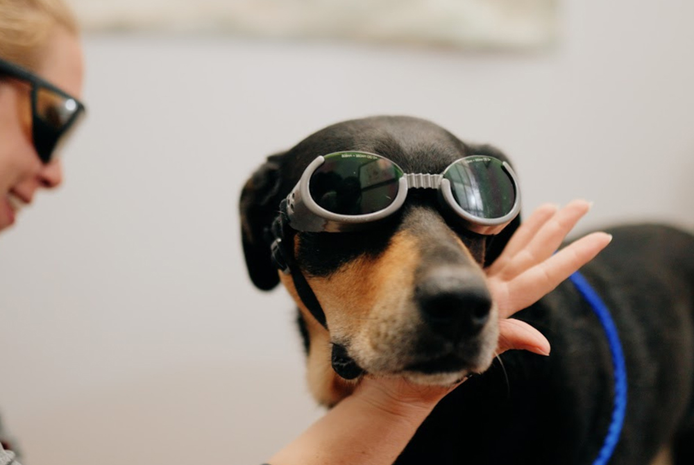 A dog wearing protective goggles, prepared for laser therapy, is held gently by a person's hand. The person's face is partially visible behind their sunglasses as they focus on the task. The background is slightly blurred.