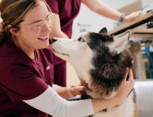 Celebrating Veterinary Technicians: The Heart of Pet Care