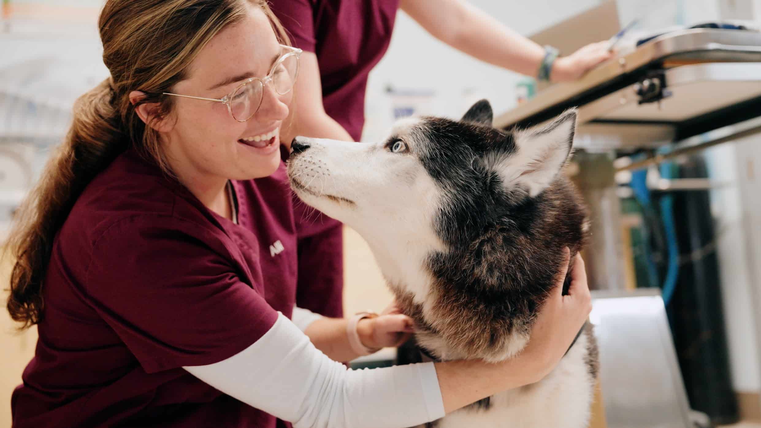 Veterinary Technician with a Husky | Veterinary Technicians | Shuler Veterinary Clinic | Mount Pleasant SC