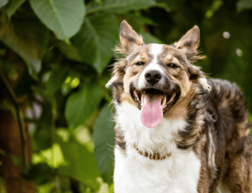 Recognizing and Preventing Dog Heatstroke