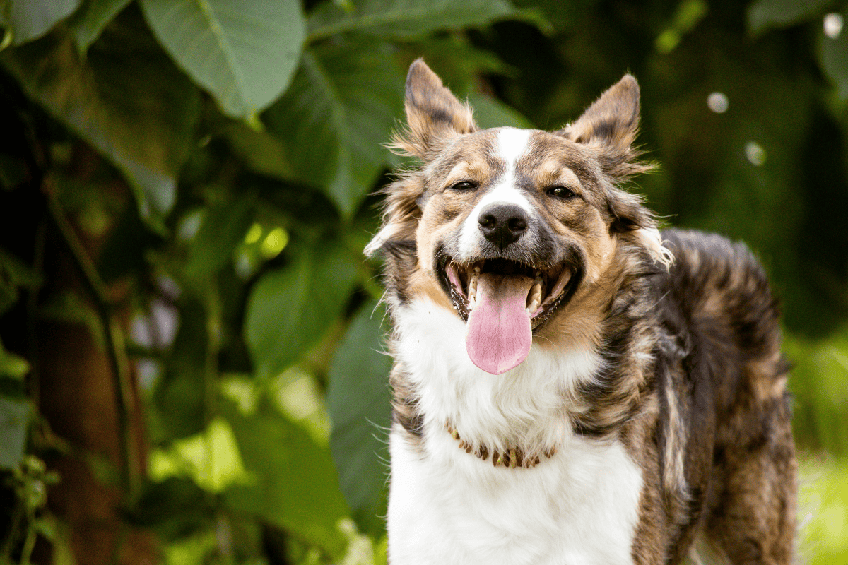Recognizing and Preventing Dog Heatstroke