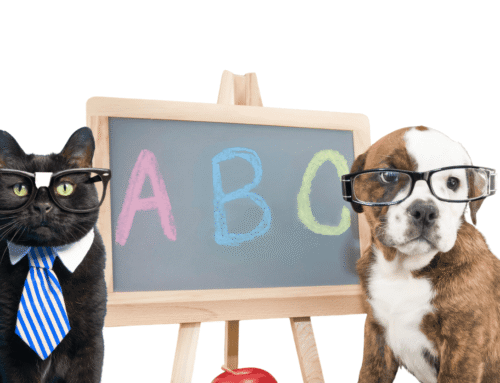 Helping Pets Adjust to Back-to-School Season: Cat & Dog Anxiety
