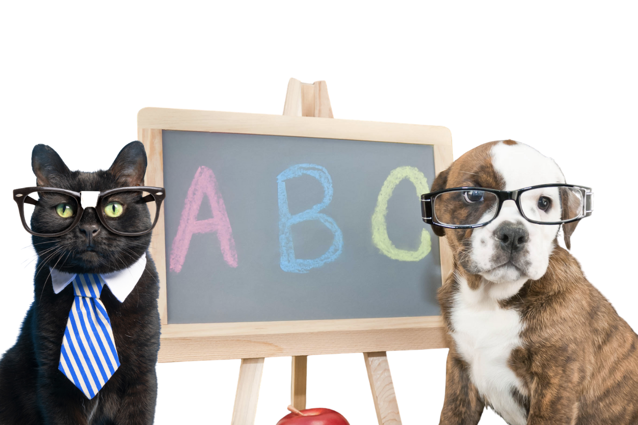 Helping Pets Adjust to Back-to-School Season Cat & Dog Anxiety