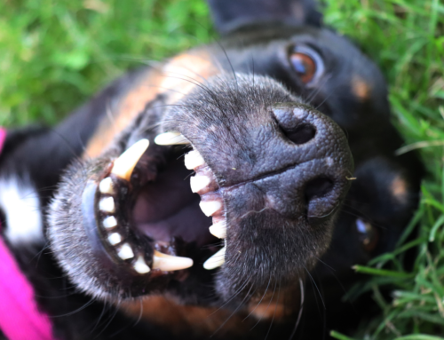 Periodontal Disease in Pets