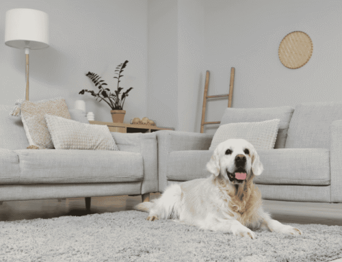 Cat and Dog Hazards: Household Hazards