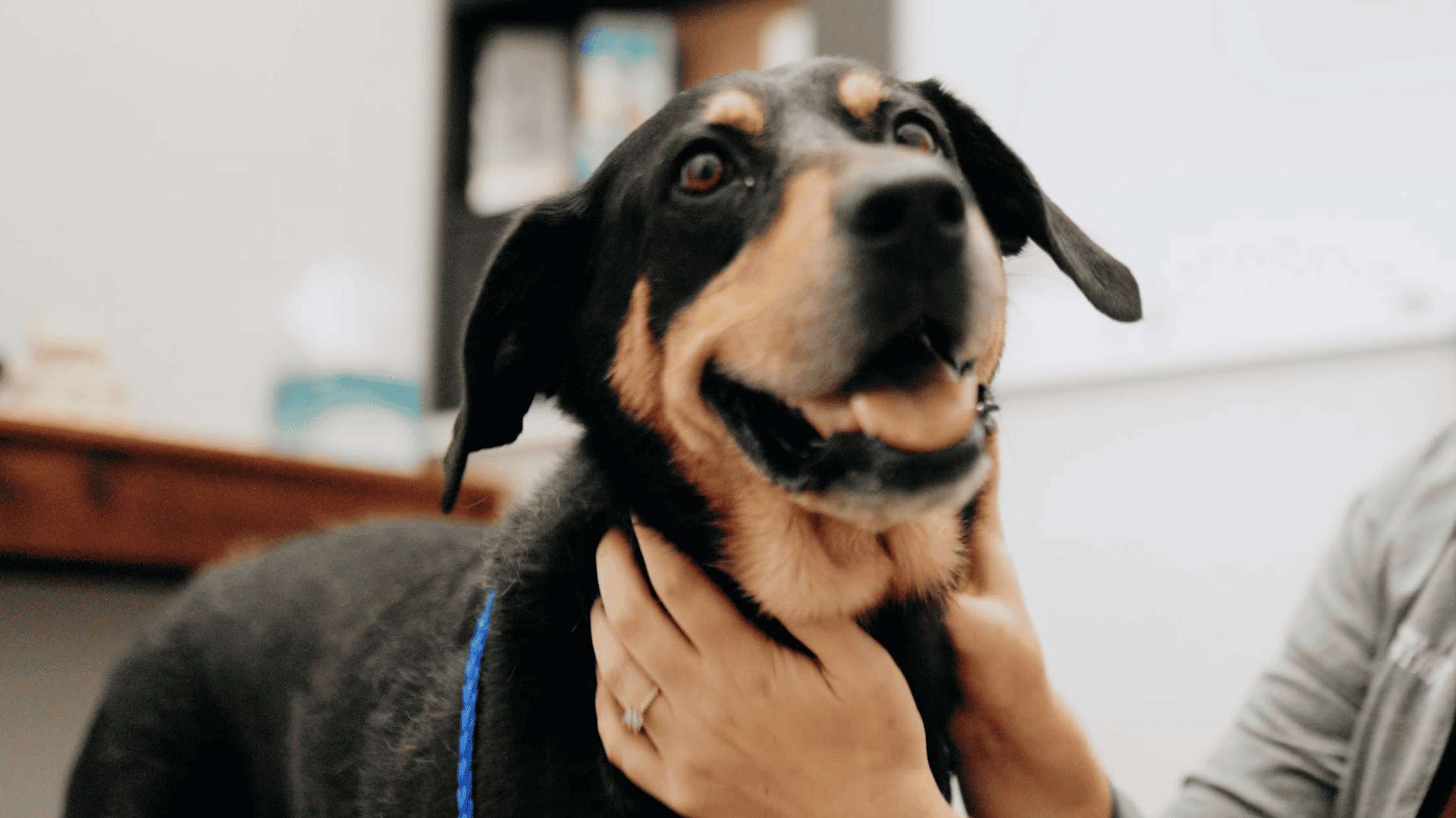 Pet Vaccinations