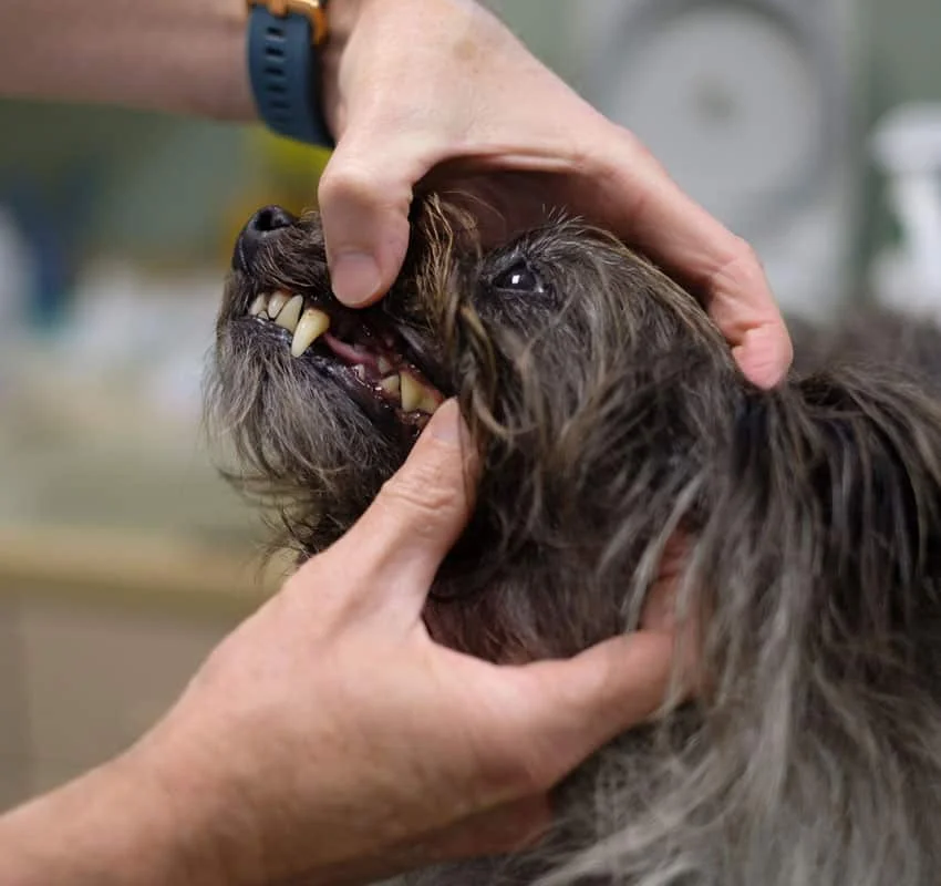 A vet examining the teeth of a small, shaggy dog, holding the dog's muzzle gently to inspect its oral health in a clinic setting.