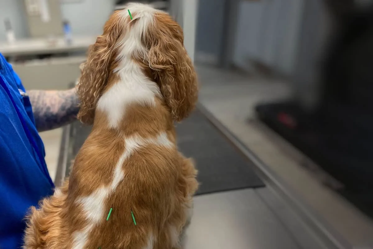 dog acupuncture