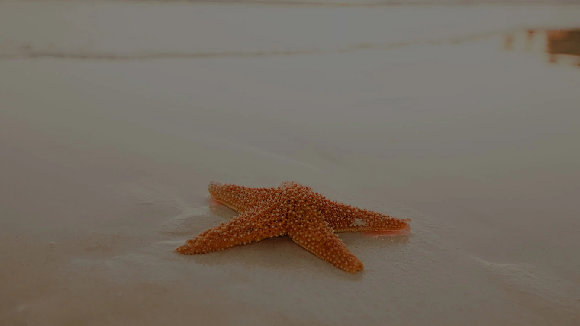 A starfish on a sandy beach with soft, blurred waves in the background, captured in warm, muted tones by a veterinarian.